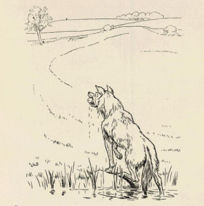 El lobo persigue al tercer cerdito
