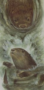 la-nutria-lutra-3